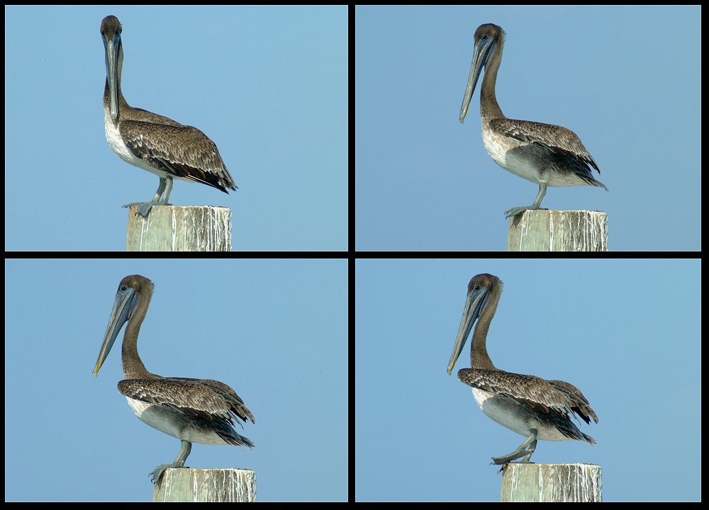 (03) montage (pelicans).jpg   (1000x720)   205 Kb                                    Click to display next picture